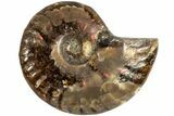 Red Flash Ammonite Fossil - Madagascar #187280-1
